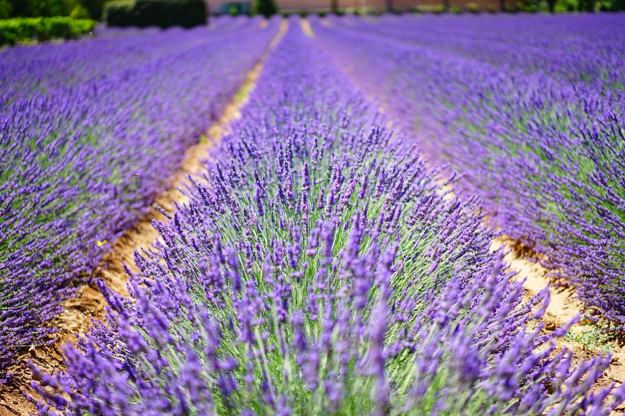 about-02 A beautiful and vibrant lavender field in Provence, perfect for natural landscape lovers.