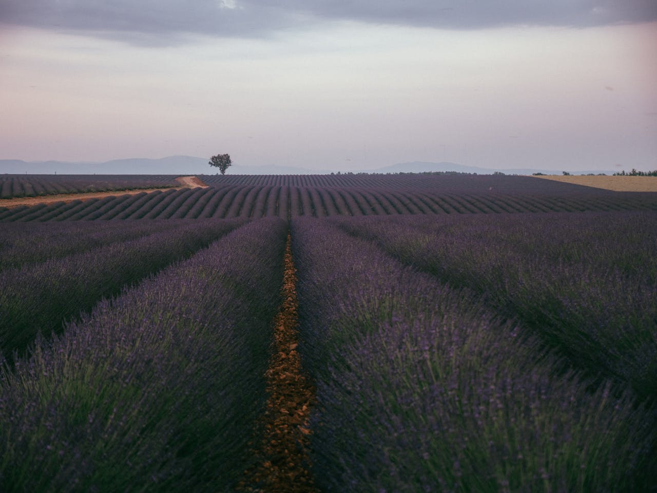 Serene view of vast lavender fields under a twilight sky.